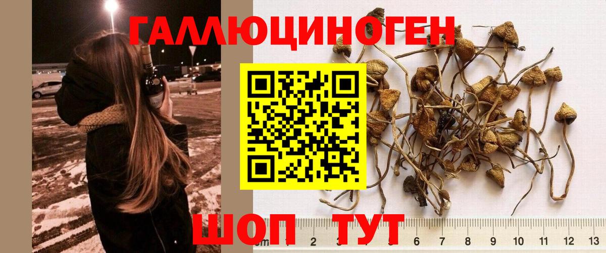 Корсаков  Псилоцибиновые грибы мухоморы  Вход с VPN 
